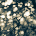 Bokeh through the trees by brigette