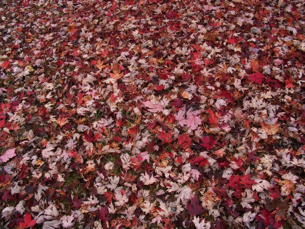 It rained maple leaves... by marlboromaam