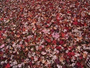 7th Nov 2021 - It rained maple leaves...