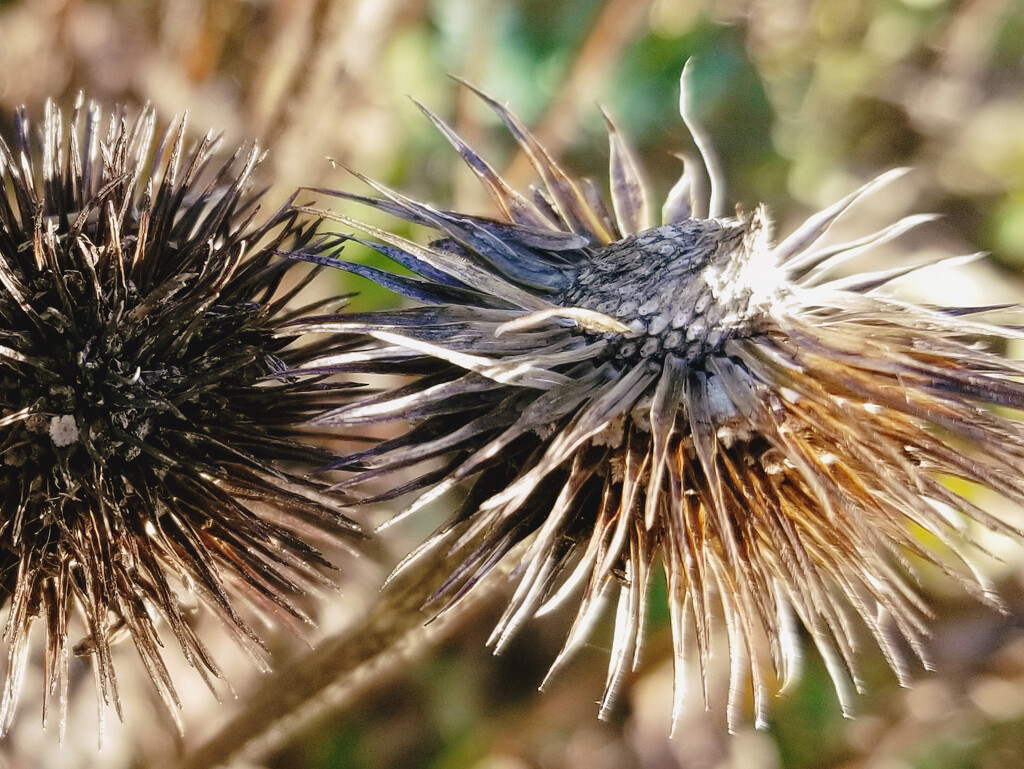 Echinacea seed heads by ljmanning