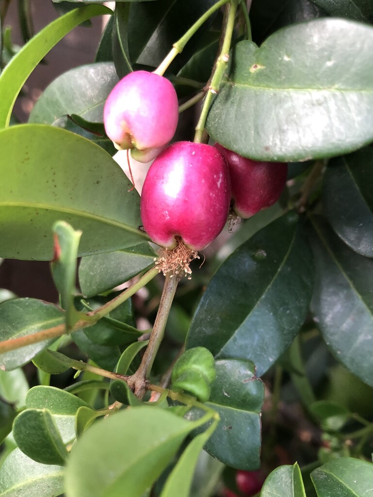 Red Berry Bush by loweygrace