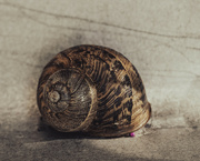 1st Nov 2021 - Snail Shell