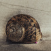 Snail Shell by nickspicsnz