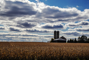 6th Nov 2021 - Ontario's Harvest Time