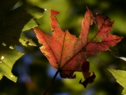 23rd Oct 2021 - Maple leaf...