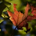Maple leaf... by marlboromaam