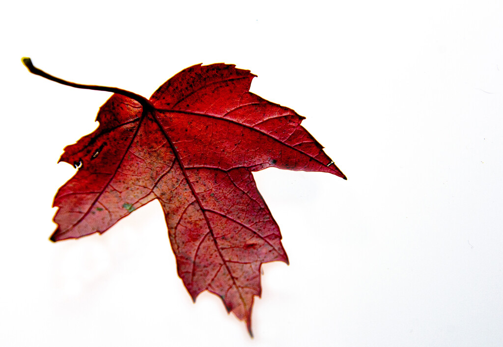 Fall Maple Leaf by cwbill