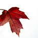 Fall Maple Leaf by cwbill