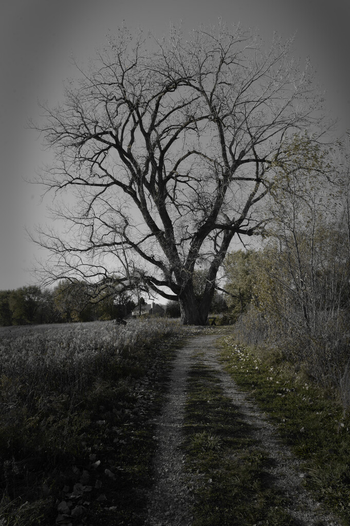 Spooky cottonwood by rminer