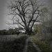Spooky cottonwood by rminer
