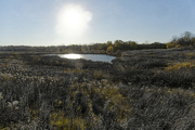 6th Nov 2021 - pond landscape