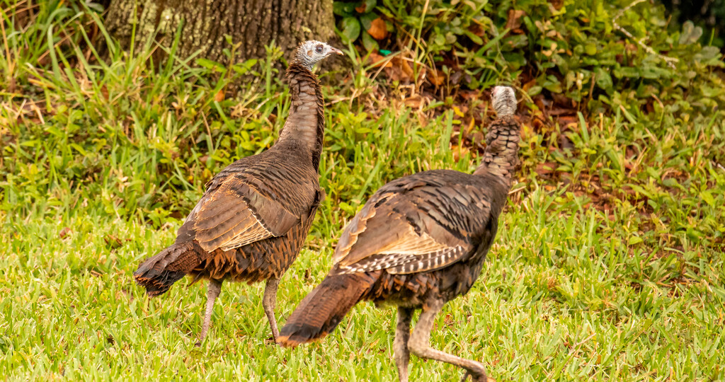 The Neighborhood Turkeys! by rickster549