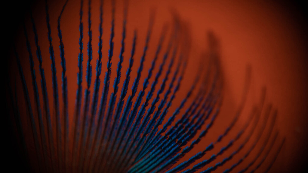 Peacock feather by randystreat