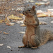 Fox Squirrel, Utah by annepann