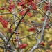 The Redwing on the Rowan by jamibann