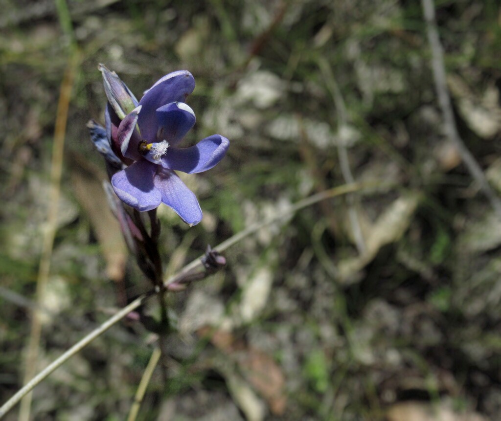Dotted Sun Orchid... by robz