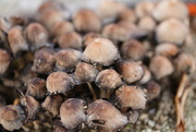 5th Nov 2021 - Mushrooms