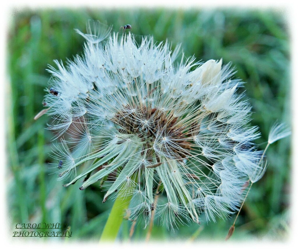 Dandelion Seed Head And Bugs by carolmw