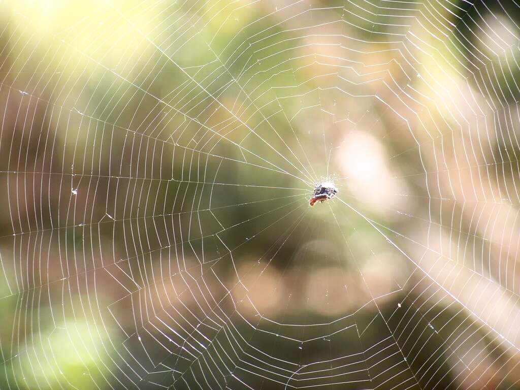 Web... by marlboromaam