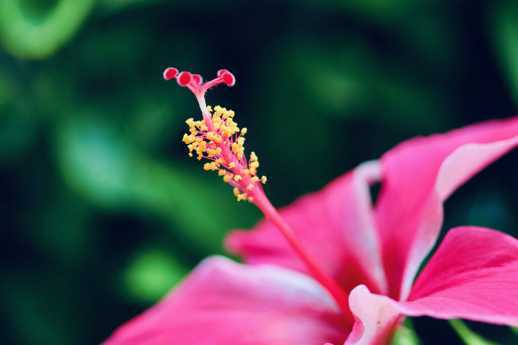 Colourful hedges of hibiscus. by lisasavill