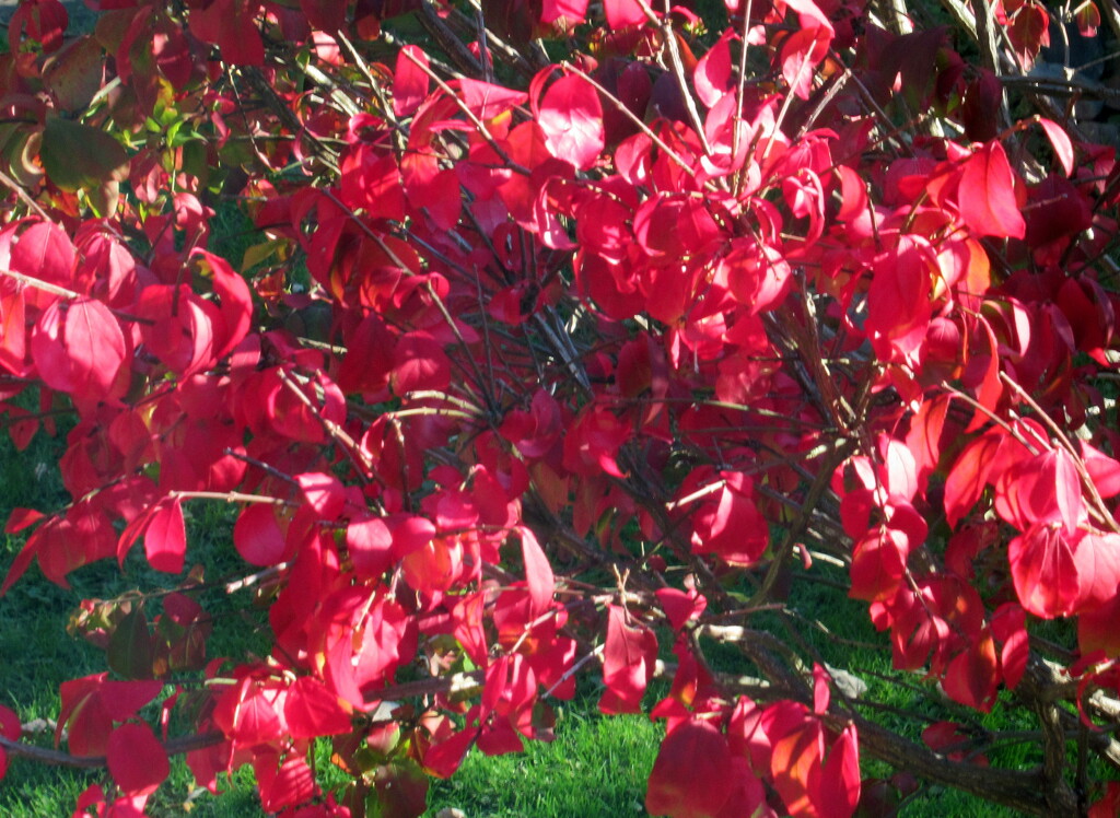 Our burning bush is in bloom by bruni