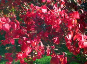 7th Nov 2021 - Our burning bush is in bloom