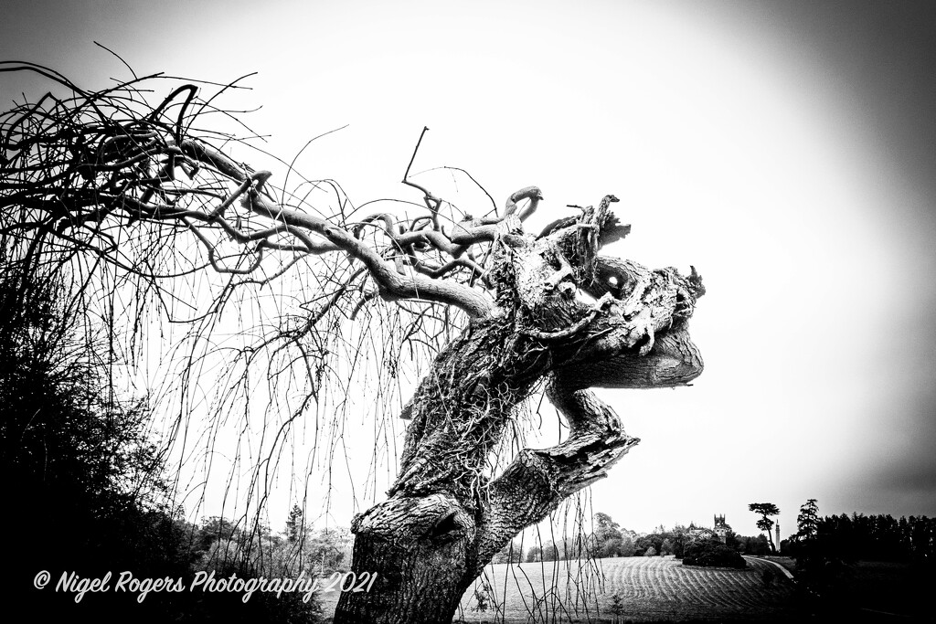 Spooky Tree by nigelrogers