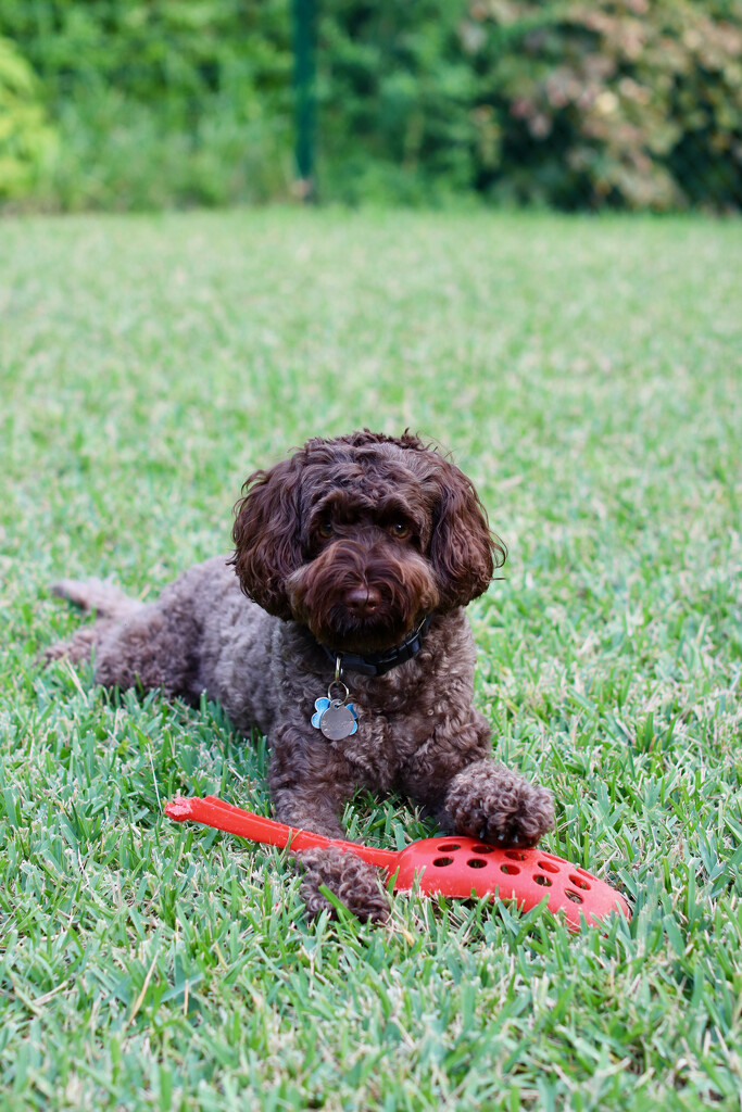 Fetch the ball not the ball thrower! by lisasavill