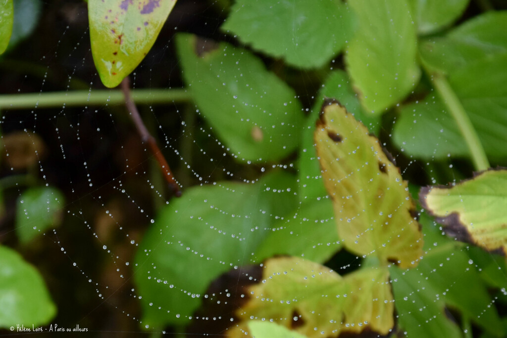 Spider web by parisouailleurs