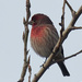 house finch  by rminer