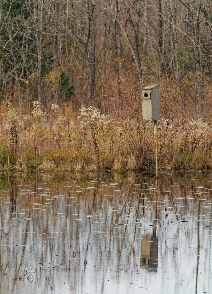 bird house with reflection by rminer