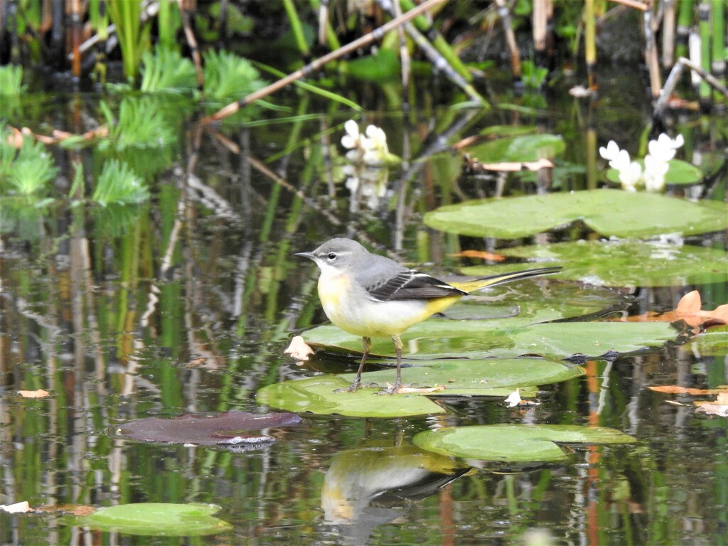 Grey Wagtail on a Lily Pad by susiemc