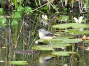 5th Nov 2021 - Grey Wagtail on a Lily Pad