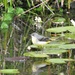 Grey Wagtail on a Lily Pad by susiemc