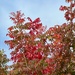Leaves are turning by shutterbug49
