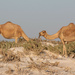Camels eating by ingrid01