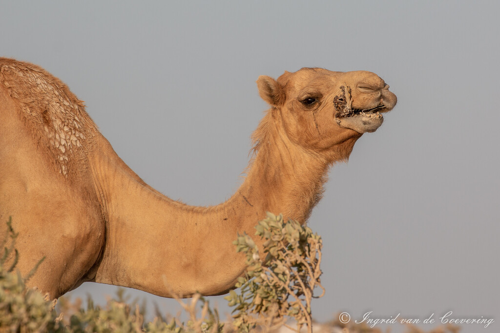 Eating camel by ingrid01