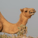 Eating camel by ingrid01
