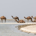 Camels by ingrid01