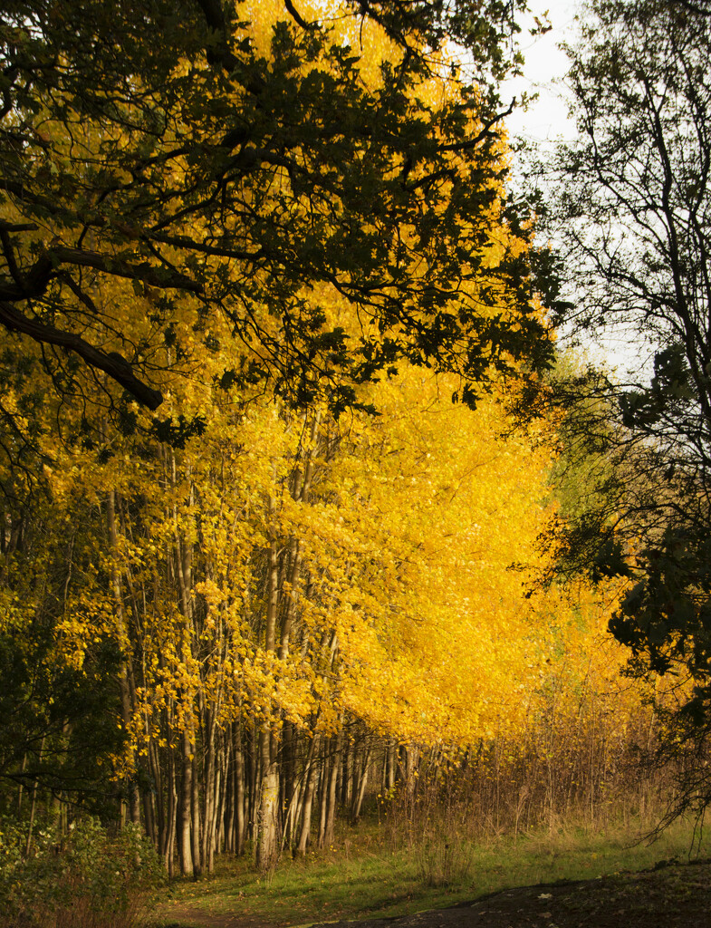Autumn Yellows by shepherdman