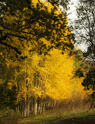 7th Nov 2021 - Autumn Yellows