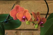 8th Nov 2021 - One Of My Lovely Orchids ~       
