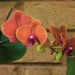 One Of My Lovely Orchids ~        by happysnaps