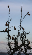 7th Nov 2021 - The lonesome pears.