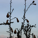 The lonesome pears. by nodrognai