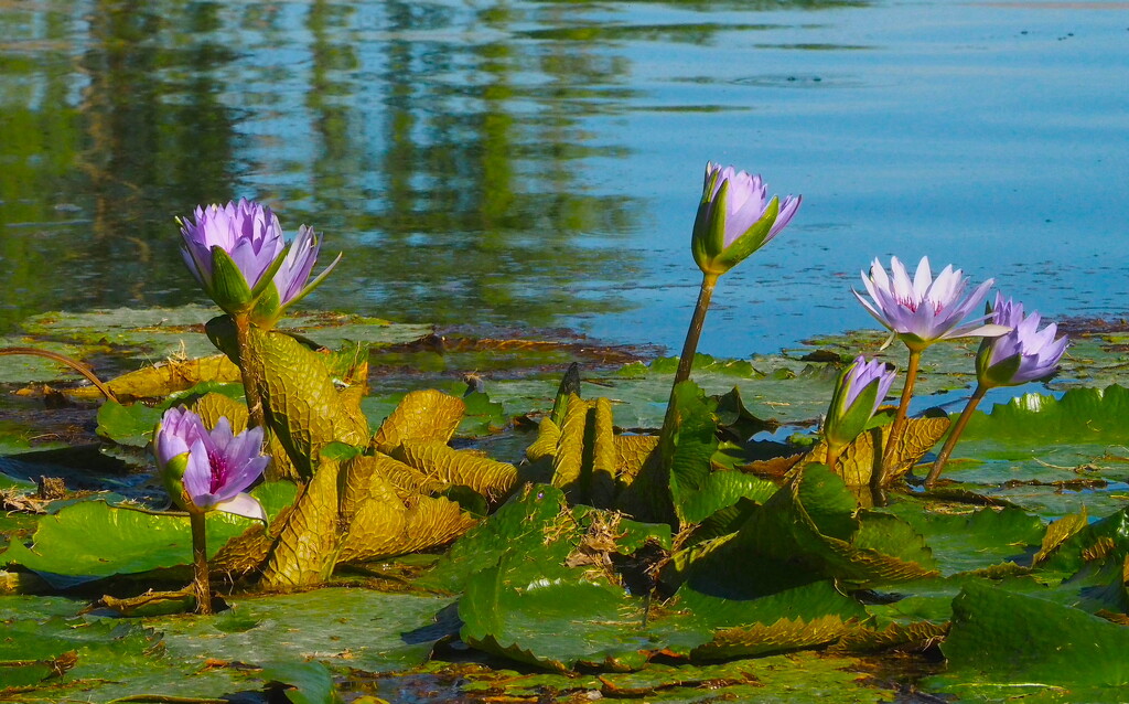 Water Lilies by redy4et