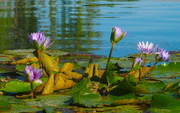 7th Nov 2021 - Water Lilies