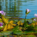 Water Lilies by redy4et