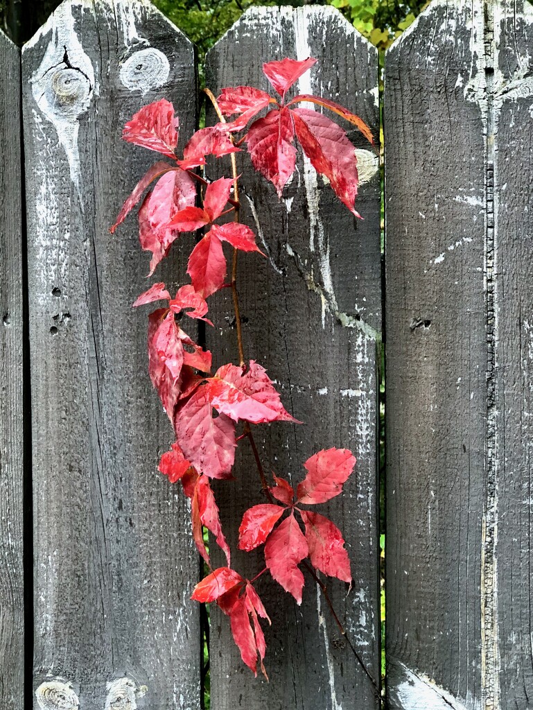 Autumn Ivy by sometimesbirds