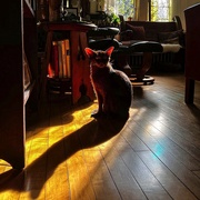 7th Nov 2021 - Cat and Shadow